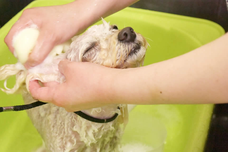 イシハラドッグサロンのペットホテル