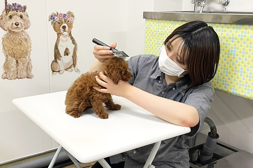 イシハラドッグサロンの子犬専用トリミング